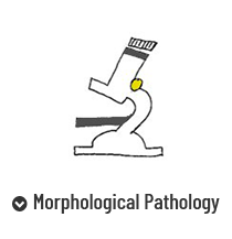 Morphological Pathology